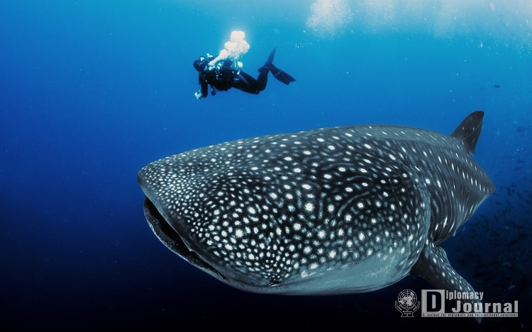 Whale Shark Watching Experience in Oslob, Cebu / Courtesy of Philippine Department of Tourism – Korea Office