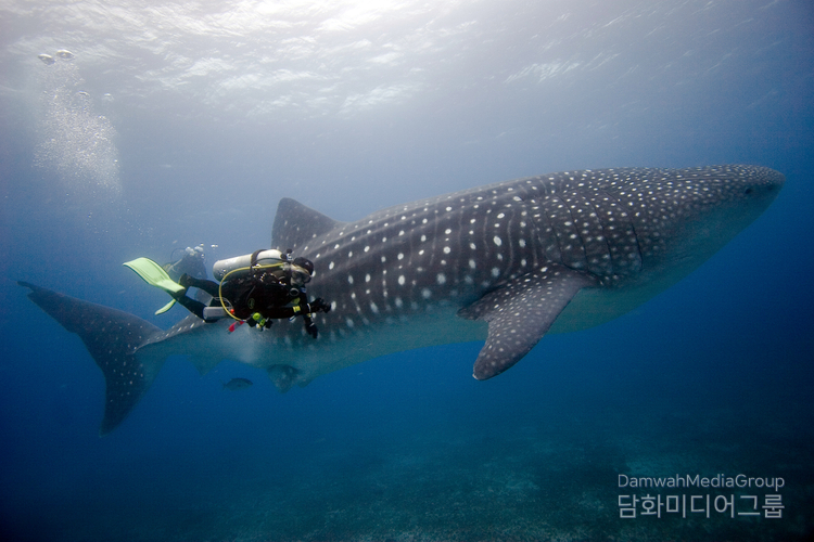 GALÁPAGOS shark