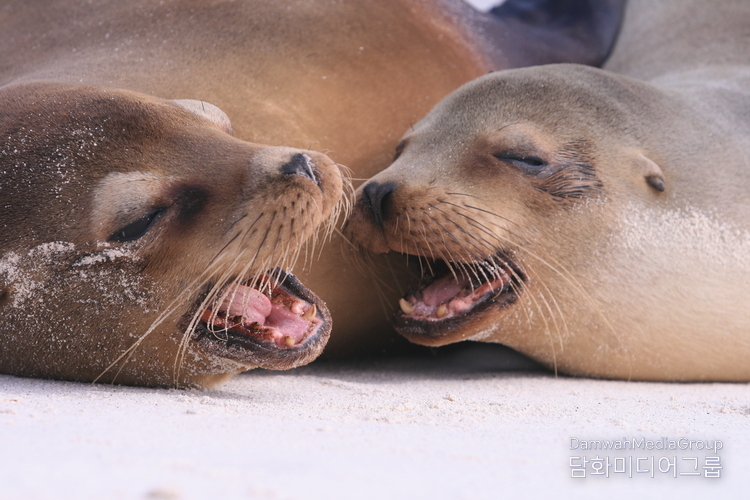 GALÁPAGOS sea lion