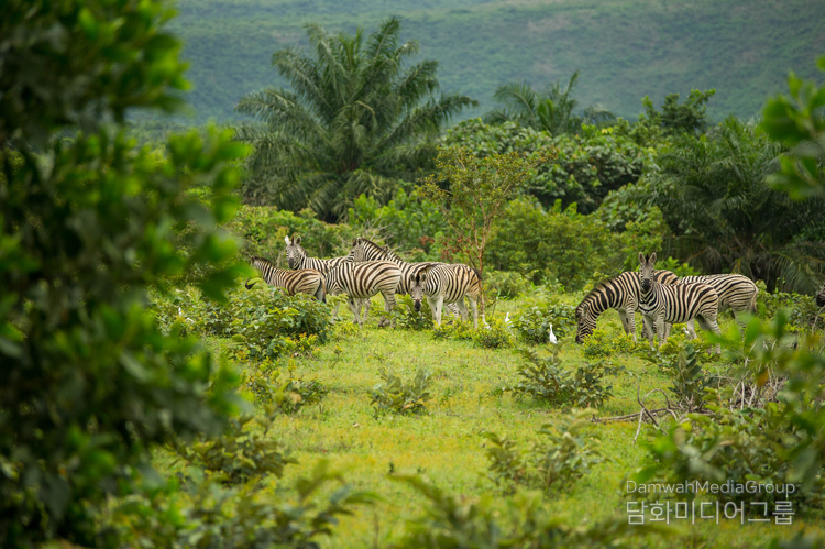 Zebras of Kundelungu National Park