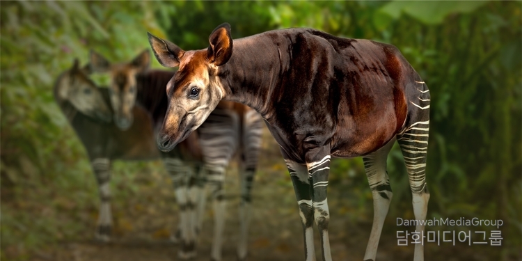 OKAPI in the Lomami National Park