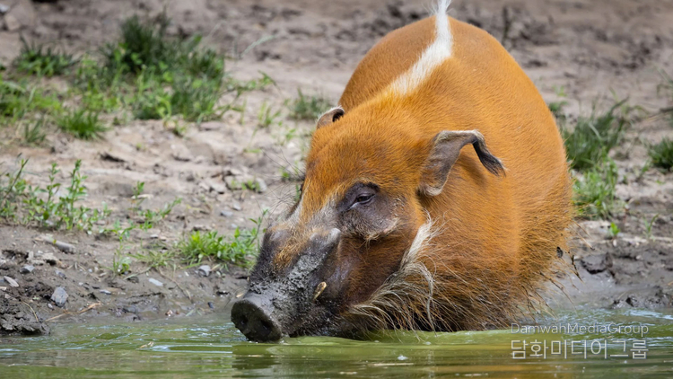 Red river hog (Potamochoerus porcus)