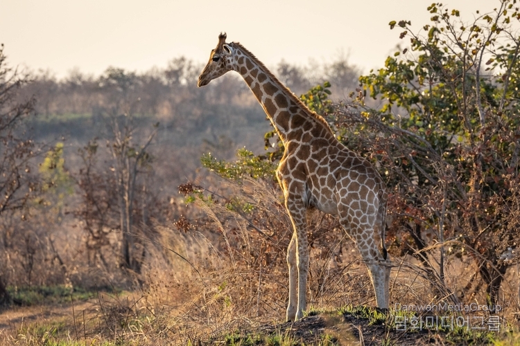 Giraffe - In the Garamba National Park