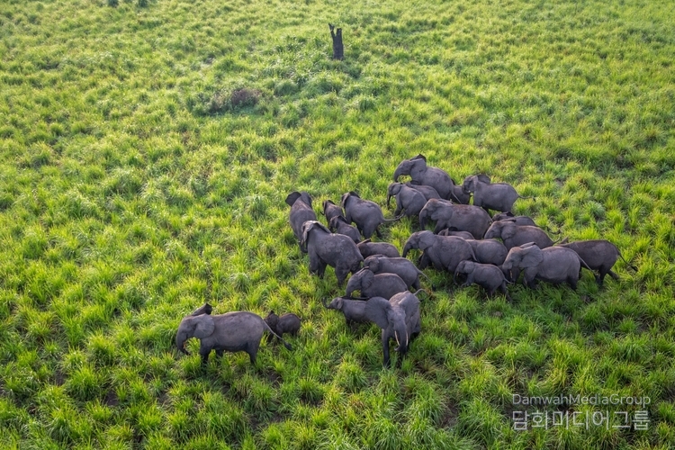 Elephants in Congo